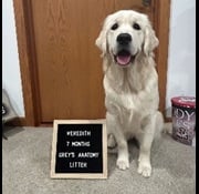 4 Paws for Ability